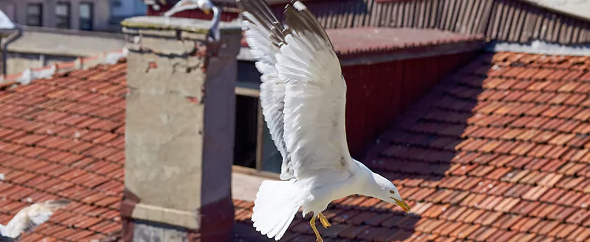 Residential Chimney Animal Removal Solution in Russellville, AR