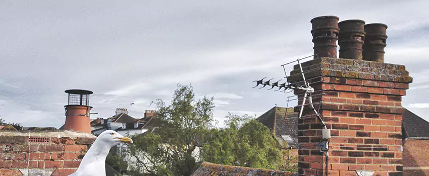 Chimney Cleaning And Restoration in Russellville, Arkansas